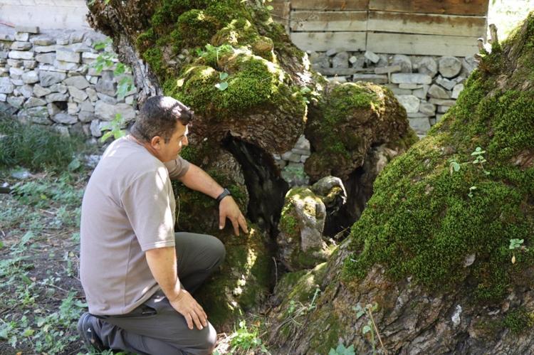 Yaklaşık 300 yaşında Görenleri hayrete düşürüyor