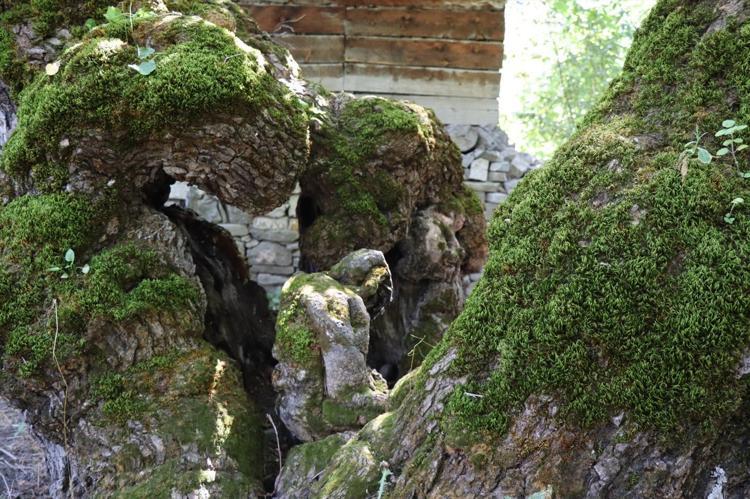 Yaklaşık 300 yaşında Görenleri hayrete düşürüyor