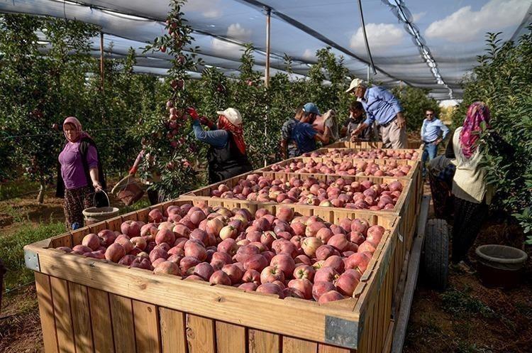 Aydın Dağları’nda son yılların en verimli hasadı yapıldı En güçlü antioksidan: Kalbe giden damarlarda yağ çözücü etkisi yaratıyor