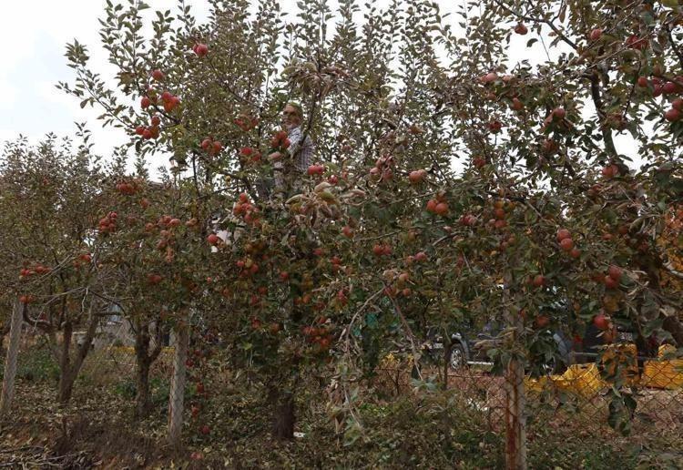 Aydın Dağları’nda son yılların en verimli hasadı yapıldı En güçlü antioksidan: Kalbe giden damarlarda yağ çözücü etkisi yaratıyor
