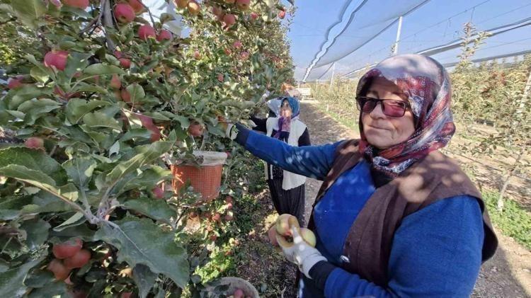 Aydın Dağları’nda son yılların en verimli hasadı yapıldı En güçlü antioksidan: Kalbe giden damarlarda yağ çözücü etkisi yaratıyor