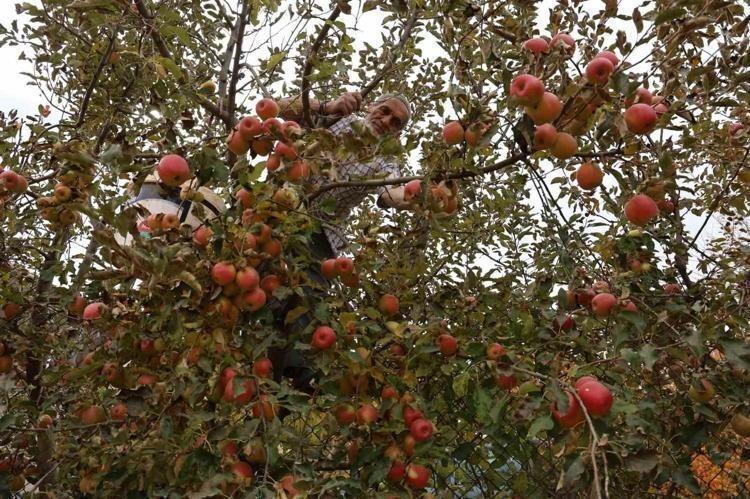 Aydın Dağları’nda son yılların en verimli hasadı yapıldı En güçlü antioksidan: Kalbe giden damarlarda yağ çözücü etkisi yaratıyor