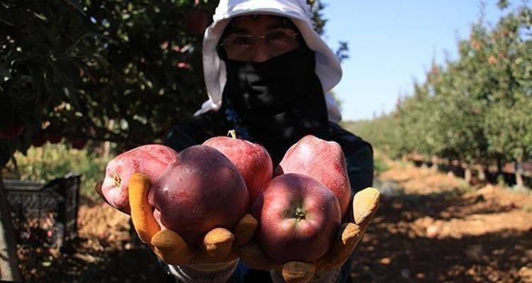 Aydın Dağları’nda son yılların en verimli hasadı yapıldı En güçlü antioksidan: Kalbe giden damarlarda yağ çözücü etkisi yaratıyor