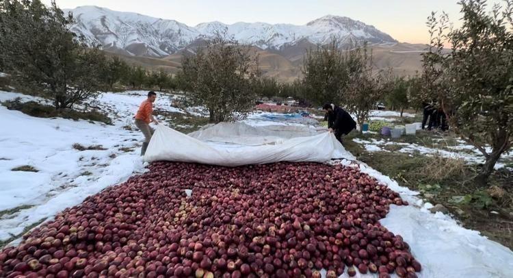 Aydın Dağları’nda son yılların en verimli hasadı yapıldı En güçlü antioksidan: Kalbe giden damarlarda yağ çözücü etkisi yaratıyor