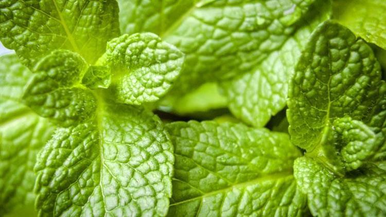 NANE: DOĞANIN TÜY AZALTICI MUCİZESİ OLARAK ÖNE ÇIKIYOR