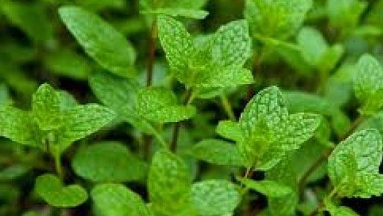 Tüyler üzerinde lazer etkisi gösteriyor İbrahim Saraçoğlu tavsiye ediyor: Kürünü yapıp tüketin