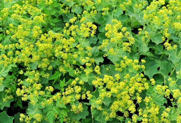 Tüyler üzerinde lazer etkisi gösteriyor İbrahim Saraçoğlu tavsiye ediyor: Kürünü yapıp tüketin