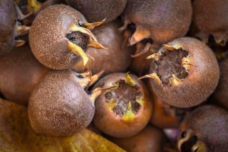 LİF VE VİTAMİN ZENGİNİ, BAĞIRSAK DOSTU