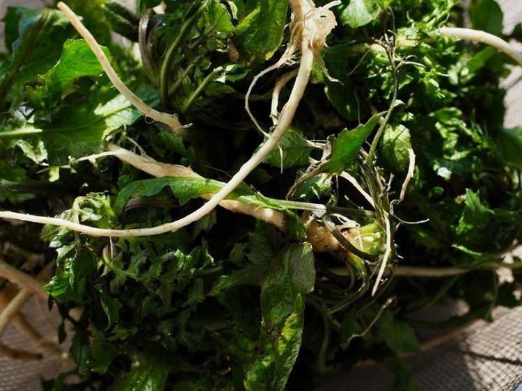 İbrahim Saraçoğlu tarifini verdi: Kalp damarlarını yağ sökücü gibi temizliyor, doğal tansiyon ilacı Basurun en kesin çaresiymiş