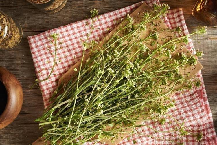 KALBİ VE DAMARLARI KORUR