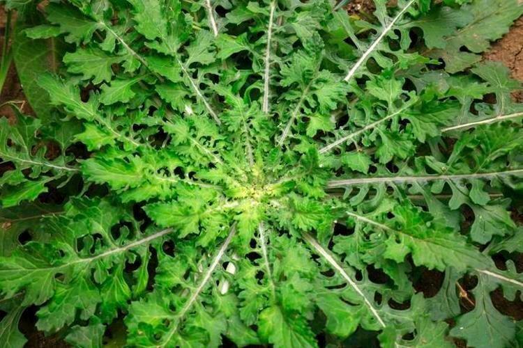 DİKKAT EDİLMESİ GEREKENLER