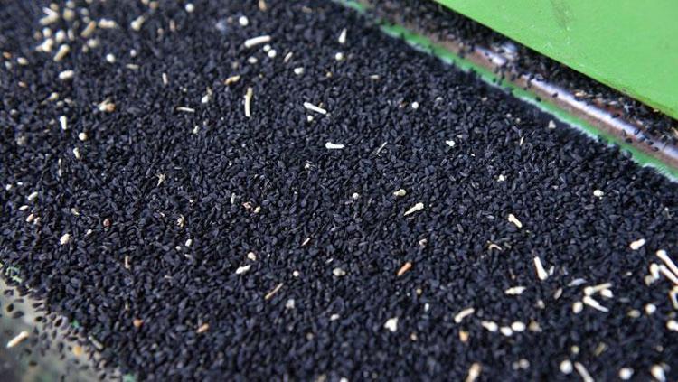 ÇÖREK OTUNUN BAĞIŞIKLIK SİSTEMİNE ETKİSİ