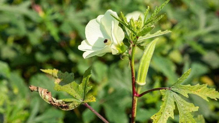 Konyanın yüzyıllık lezzeti şifa dağıtıyor Kolesterolü düşüyor, kalbi güçlendirip saat gibi çalıştırıyor