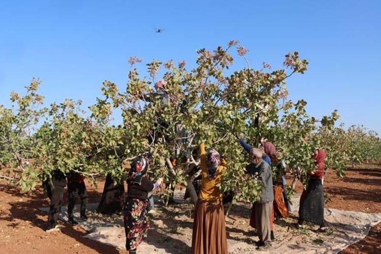 Gaziantepte hasat tamamlandı Tıkalı damarları yağ çözücü gibi açıp kan şekerini terazi gibi dengeliyor Demir depolarını zirveye taşıyor