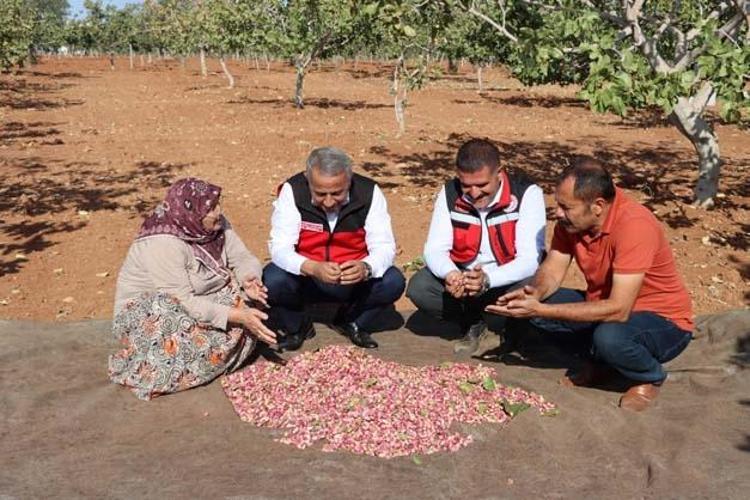 Gaziantepte hasat tamamlandı Tıkalı damarları yağ çözücü gibi açıp kan şekerini terazi gibi dengeliyor Demir depolarını zirveye taşıyor