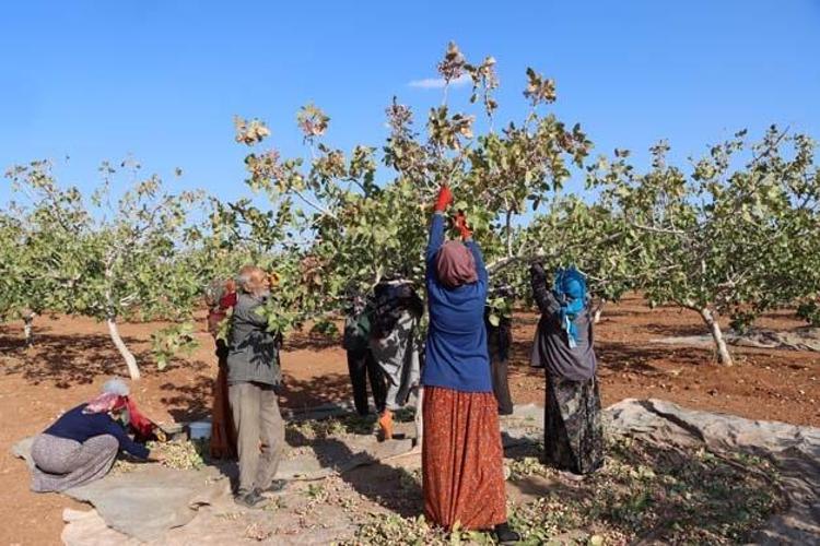 TEKİN ANTEP FISTIĞI ÇEŞİDİNDE SON HASAT YAPILDI