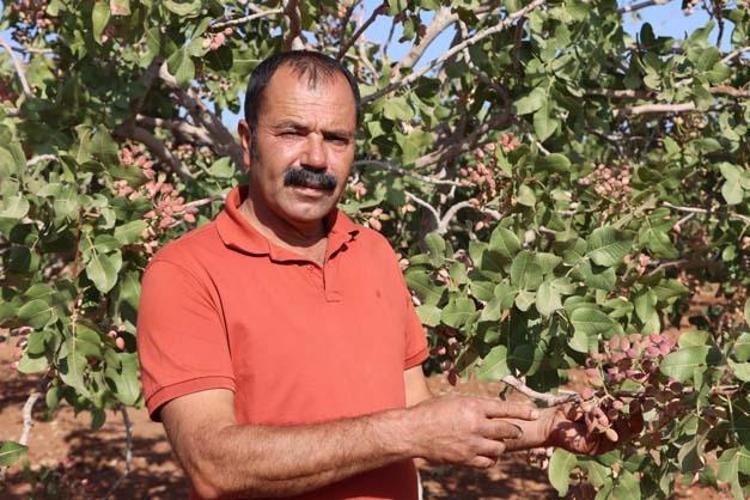 Gaziantepte hasat tamamlandı Tıkalı damarları yağ çözücü gibi açıp kan şekerini terazi gibi dengeliyor Demir depolarını zirveye taşıyor