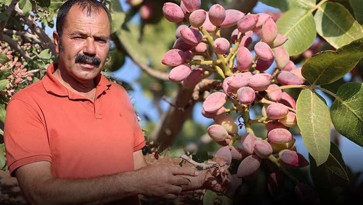Gaziantepte hasat tamamlandı Tıkalı damarları yağ çözücü gibi açıp kan şekerini terazi gibi dengeliyor Demir depolarını zirveye taşıyor