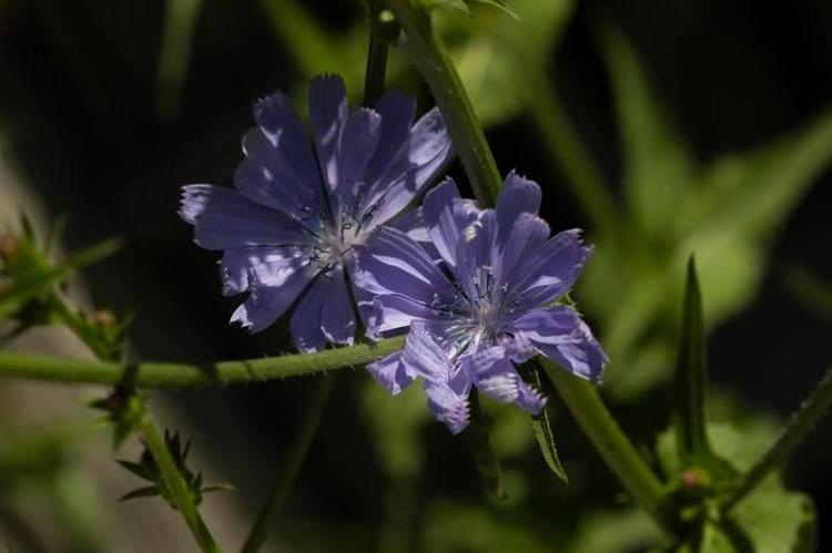 ZİHİNSEL FONKSİYONU DESTEKLER