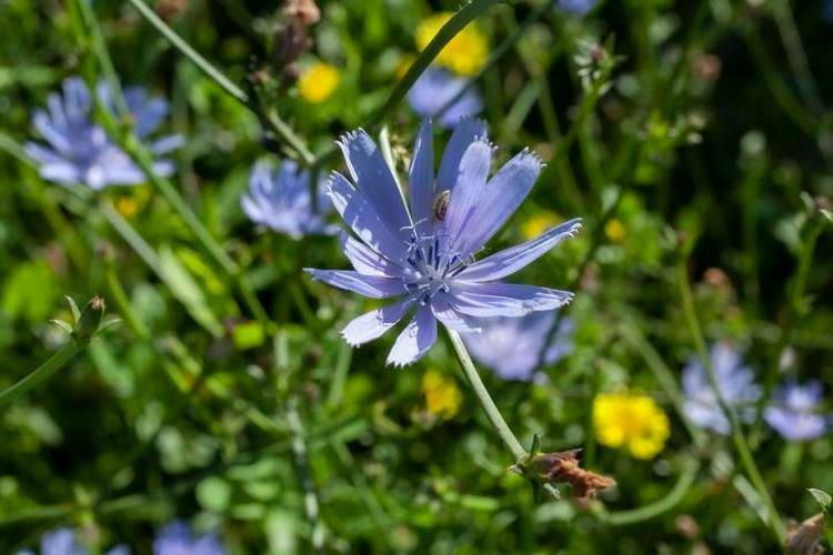 PREBİYOTİK KAYNAĞI VE SİNDİRİM SİSTEMİ DOSTU