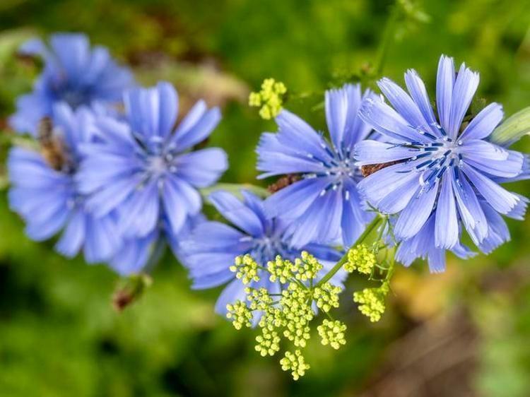 KALP İÇİN KORUYUCU ETKİ GÖSTERİR