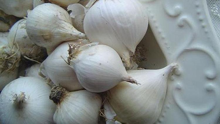 VİRÜSLERE KARŞI KORUYUCU KALKAN