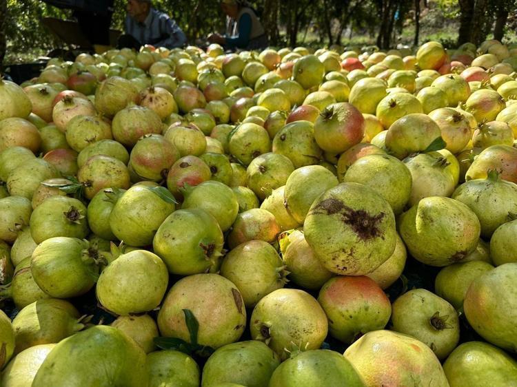 Kış aylarının favorisi, kilosu 50 TLden kapış kapış satılıyor Suyunu sıkıp bardak bardak içenin kolesterol seviyeleri anında yere çakılıyor, doğanın C vitamini kralı olarak biliniyor