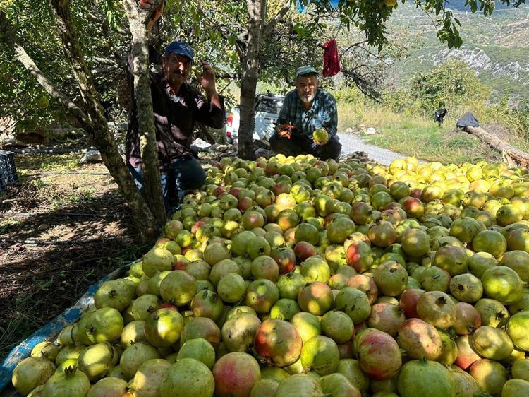 GAZİPAŞA NARI MARKALAŞMAYA DEVAM EDİYOR