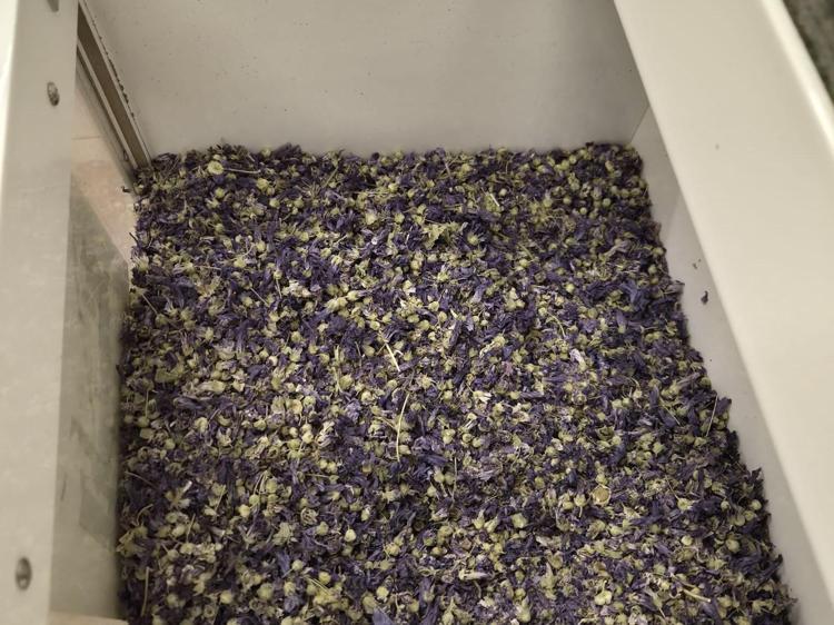 HATMİ ÇİÇEĞİNİ SÜTLE KAYNATIN