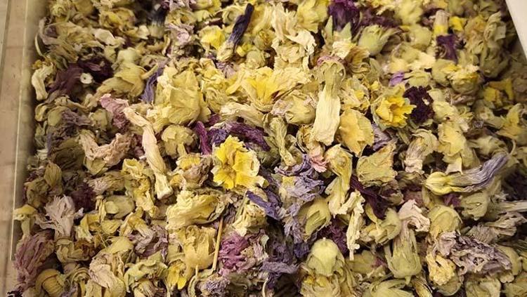 Kış aylarının şifa deposu Öksürük, balgam ve hırıltının kökünü kazıyor: İster çayını yapın ister kaşık kaşık yiyin