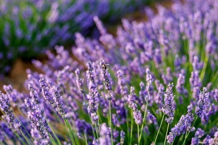 LAVANTA YAĞI NASIL KULLANILMALI