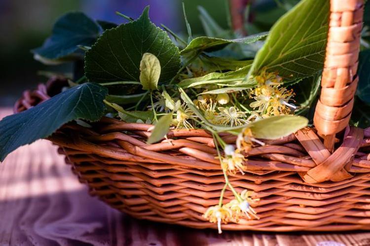 SİNDİRİME YARDIMCI OLUR