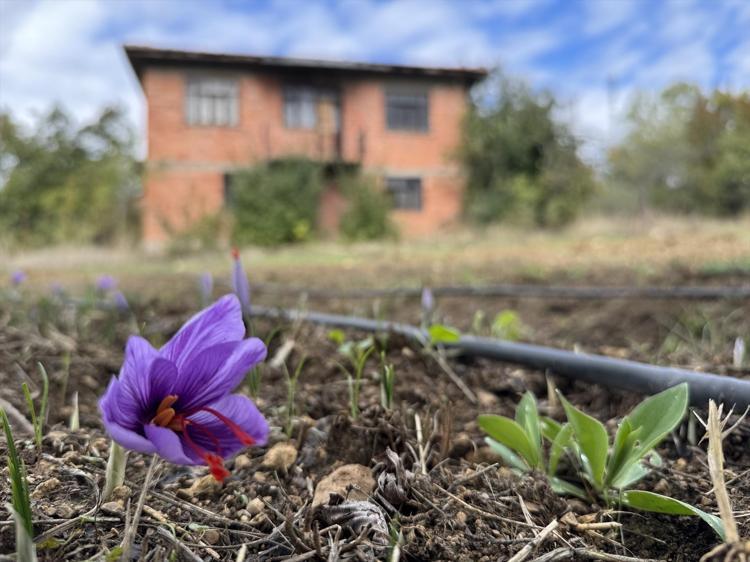 Altın değerindeki baharatta hasat sezonu Çiçekler soğukta erken uyandı