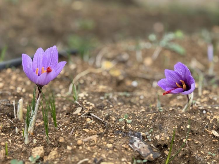 Altın değerindeki baharatta hasat sezonu Çiçekler soğukta erken uyandı