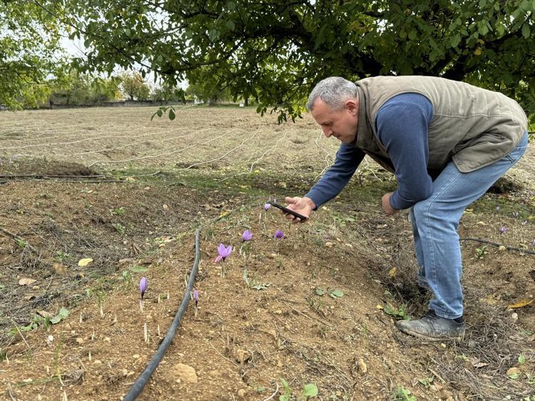 Altın değerindeki baharatta hasat sezonu Çiçekler soğukta erken uyandı