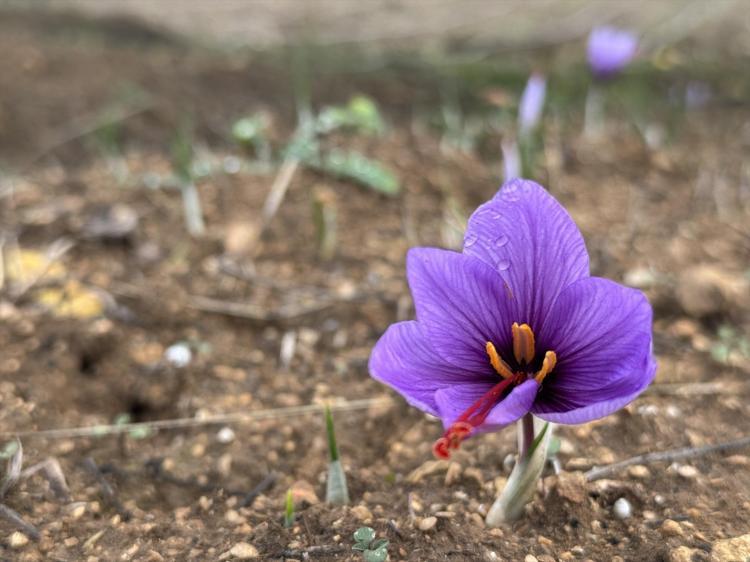 Altın değerindeki baharatta hasat sezonu Çiçekler soğukta erken uyandı