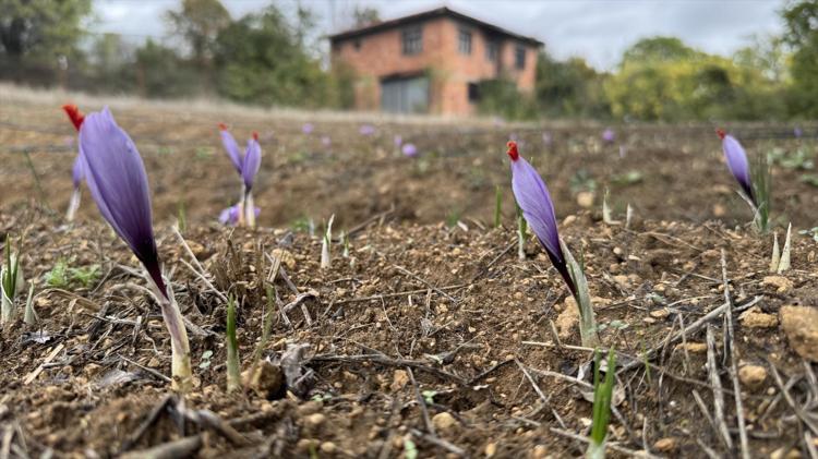 Altın değerindeki baharatta hasat sezonu Çiçekler soğukta erken uyandı