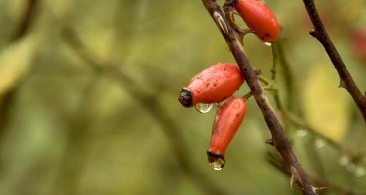 Yozgatlıların olmazsa olmazı Üşüten günlerin iç ısıtan lezzeti: Çayı, çorbası, marmelatı yapılıyor, 70 derdin şifası