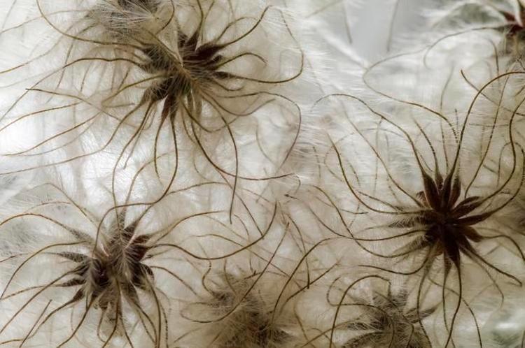 İbn-i Sina yüzyıllar önce önerdi: Bu sebze vücuda adeta reset atıyor, baştan aşağı temizliyor