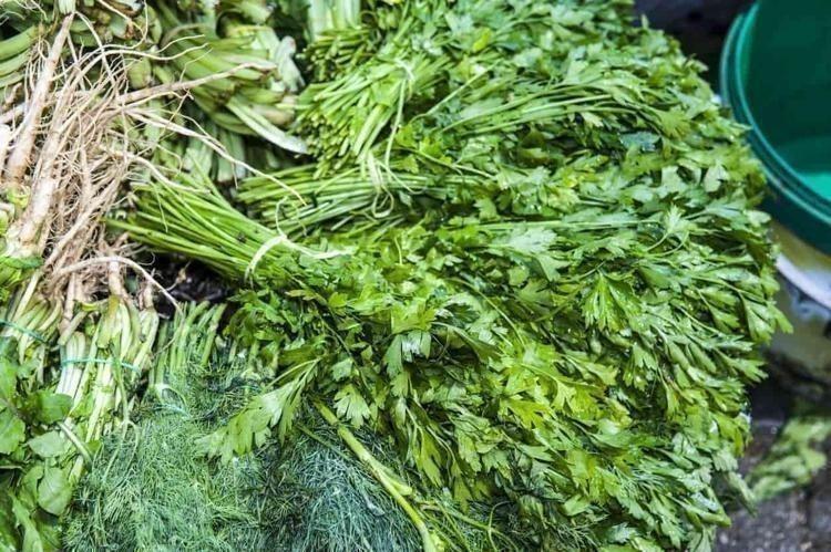 İbn-i Sina yüzyıllar önce önerdi: Bu sebze vücuda adeta reset atıyor, baştan aşağı temizliyor