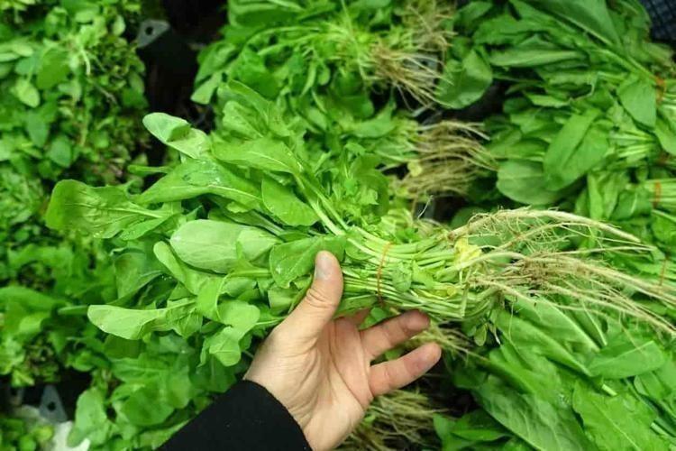 İşte İbn-i Sinanın tavsiye ettiği besinler;