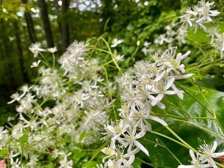 İbn-i Sina yüzyıllar önce önerdi: Bu sebze vücuda adeta reset atıyor, baştan aşağı temizliyor