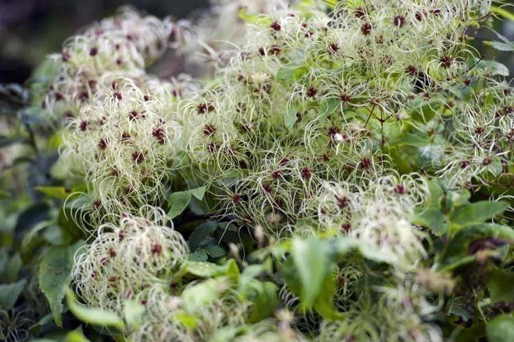 İbn-i Sina yüzyıllar önce önerdi: Bu sebze vücuda adeta reset atıyor, baştan aşağı temizliyor