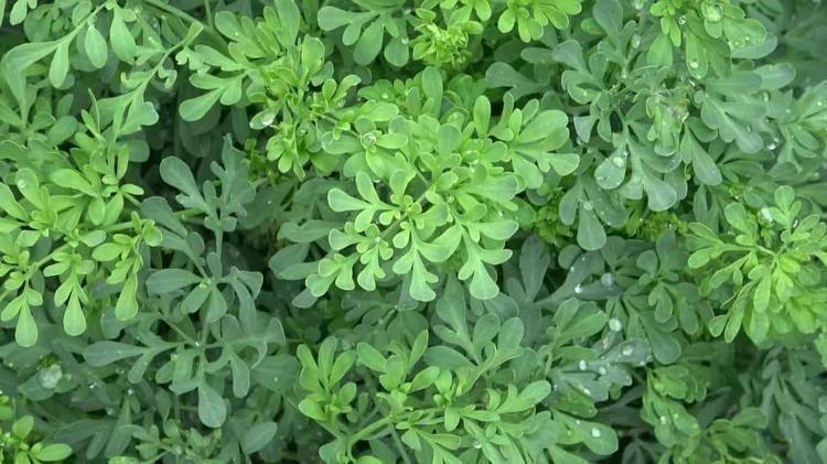 İbn-i Sina yüzyıllar önce önerdi: Bu sebze vücuda adeta reset atıyor, baştan aşağı temizliyor