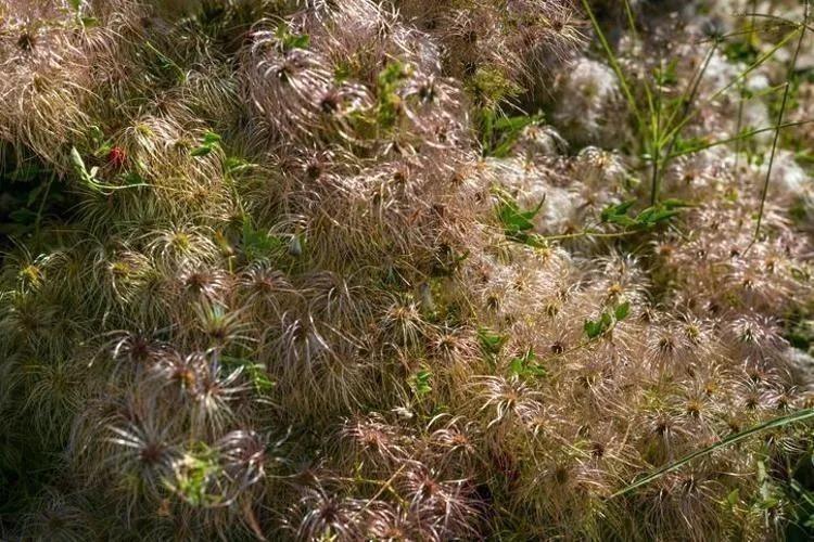 İbn-i Sina yüzyıllar önce önerdi: Bu sebze vücuda adeta reset atıyor, baştan aşağı temizliyor