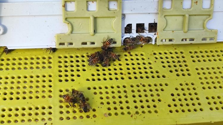 YERLEŞİM YERİNE 12 KİLOMETRE MESAFEDE BAL ÜRETİYORUM