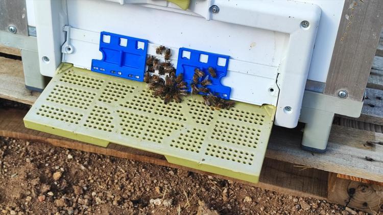 BAL YEMEYEN ÇOCUKLAR BİLE BAL YEMEYE BAŞLADI