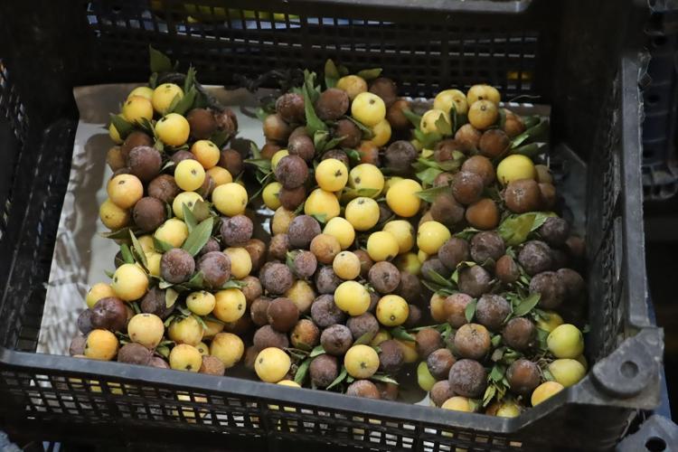 2 yılda bir yetişiyor Olgunlaşınca değil çürüyünce tüketiliyor: Kış aylarının şifası