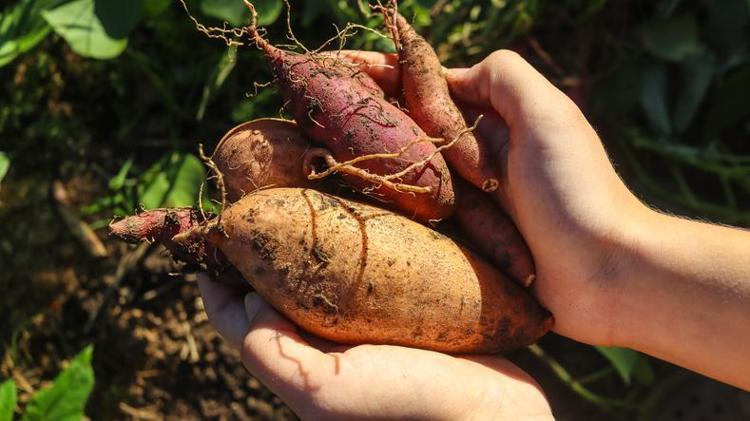 KİLO KONTROLÜNÜ SAĞLIYOR