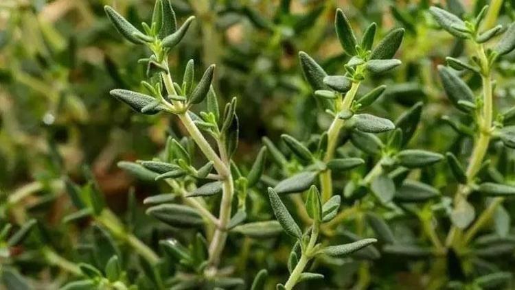 FRESH VE YEŞİL OLMAZSA OLMAYAN